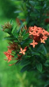 🌿 Ashoka Tree Flower (Saraca indica) – A Symbol of Beauty and Serenity