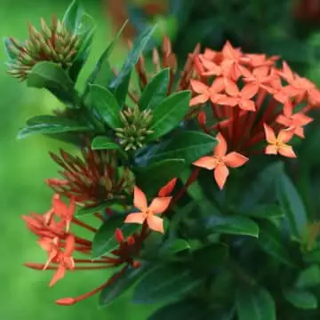 🌿 Ashoka Tree Flower (Saraca indica) – A Symbol of Beauty and Serenity