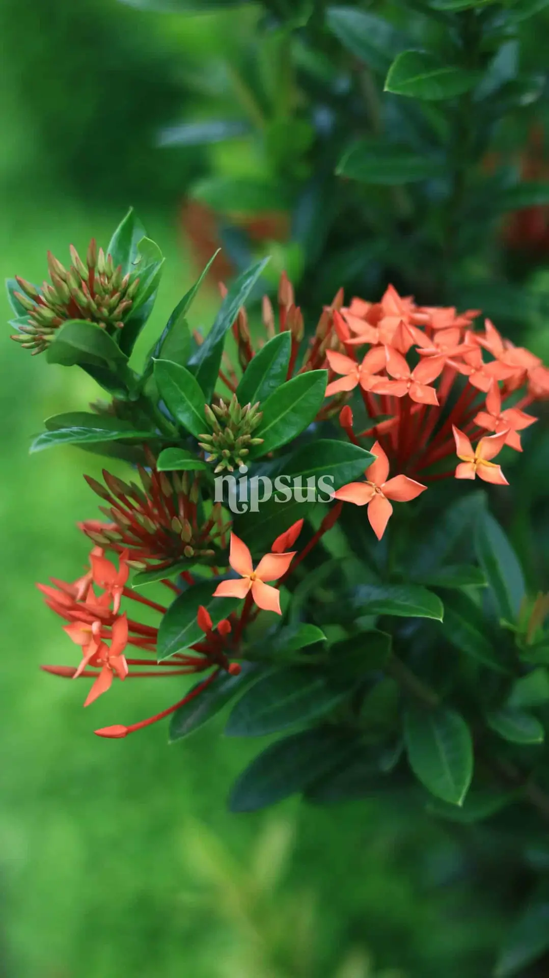 🌿 Ashoka Tree Flower (Saraca indica) – A Symbol of Beauty and Serenity
