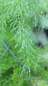 Asparagus racemosus