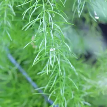 Asparagus racemosus