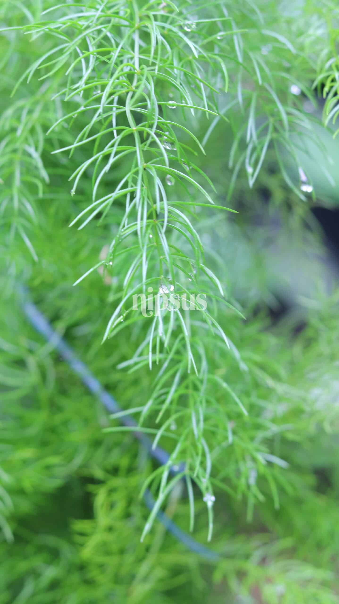 Asparagus racemosus