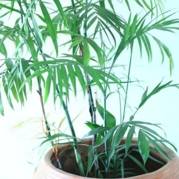 Chamaedorea Palm (Parlor Palm): The Perfect Indoor Green Companion