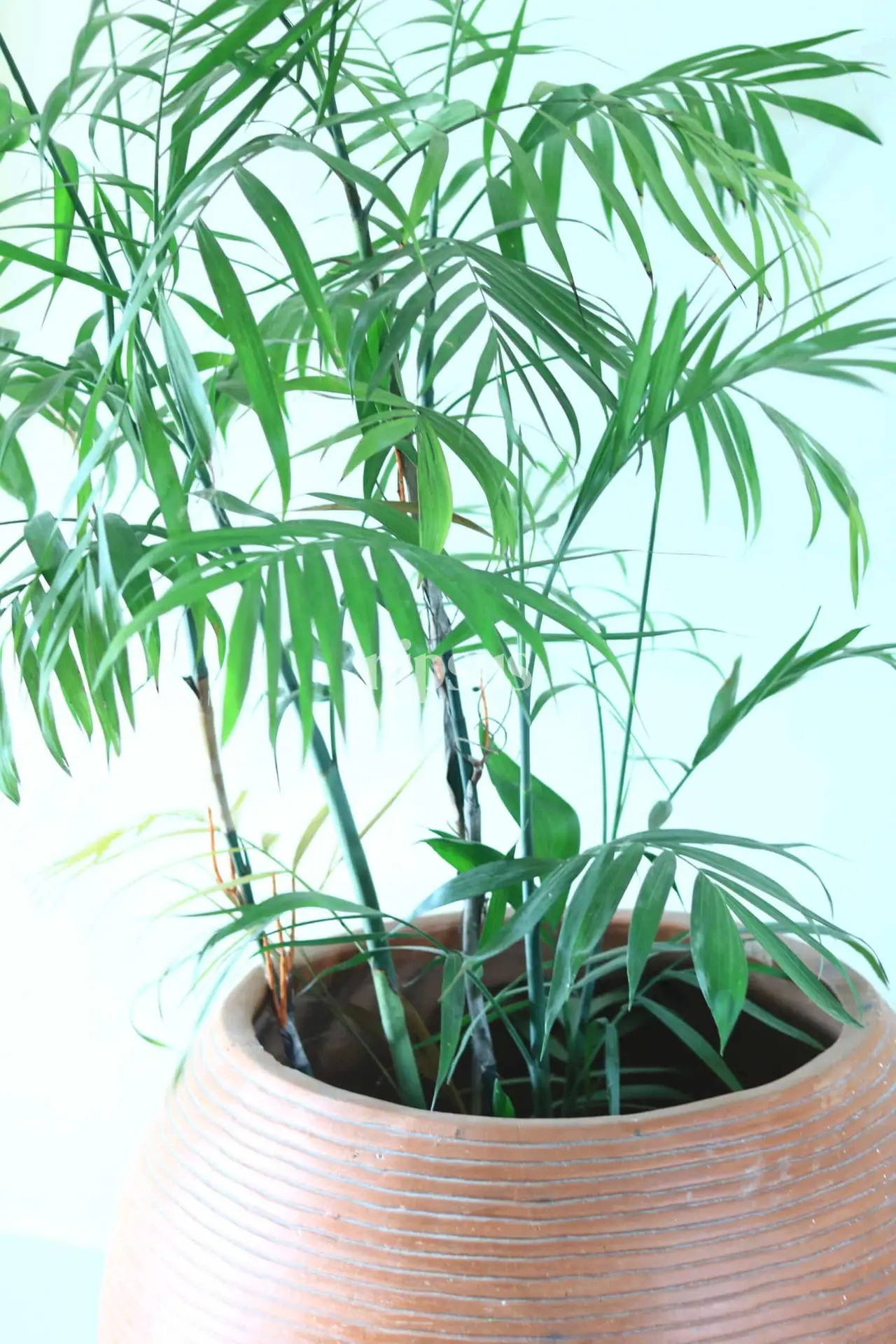 Chamaedorea Palm (Parlor Palm): The Perfect Indoor Green Companion