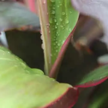 Cordyline fruticosa, Ti plant, Hawaiian good luck plant, tropical foliage, indoor plants, ornamental plants, red ti plant, colorful garden plants, exotic plants, tropical gardening, nipsus plants, nipsus.com