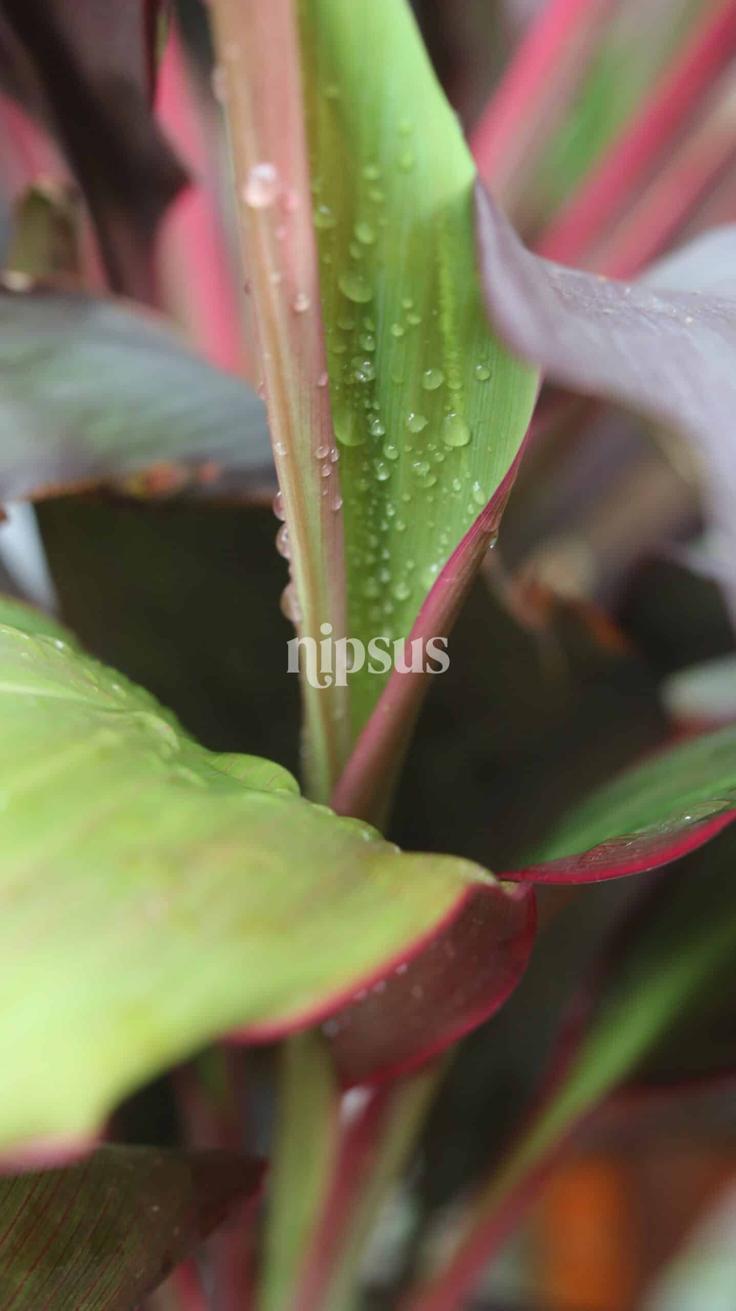 Cordyline fruticosa, Ti plant, Hawaiian good luck plant, tropical foliage, indoor plants, ornamental plants, red ti plant, colorful garden plants, exotic plants, tropical gardening, nipsus plants, nipsus.com