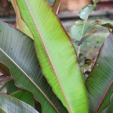 Heliconia indica, False Bird of Paradise, Indian Heliconia, tropical flowers, ornamental plants, exotic garden plants, heliconia care, home garden plants, landscape flowers, nipsus plants, nipsus.com