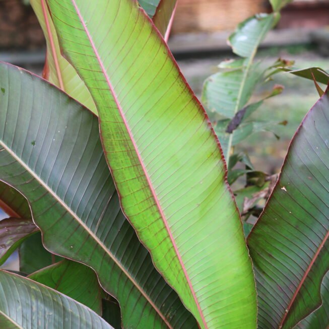 Heliconia indica, False Bird of Paradise, Indian Heliconia, tropical flowers, ornamental plants, exotic garden plants, heliconia care, home garden plants, landscape flowers, nipsus plants, nipsus.com