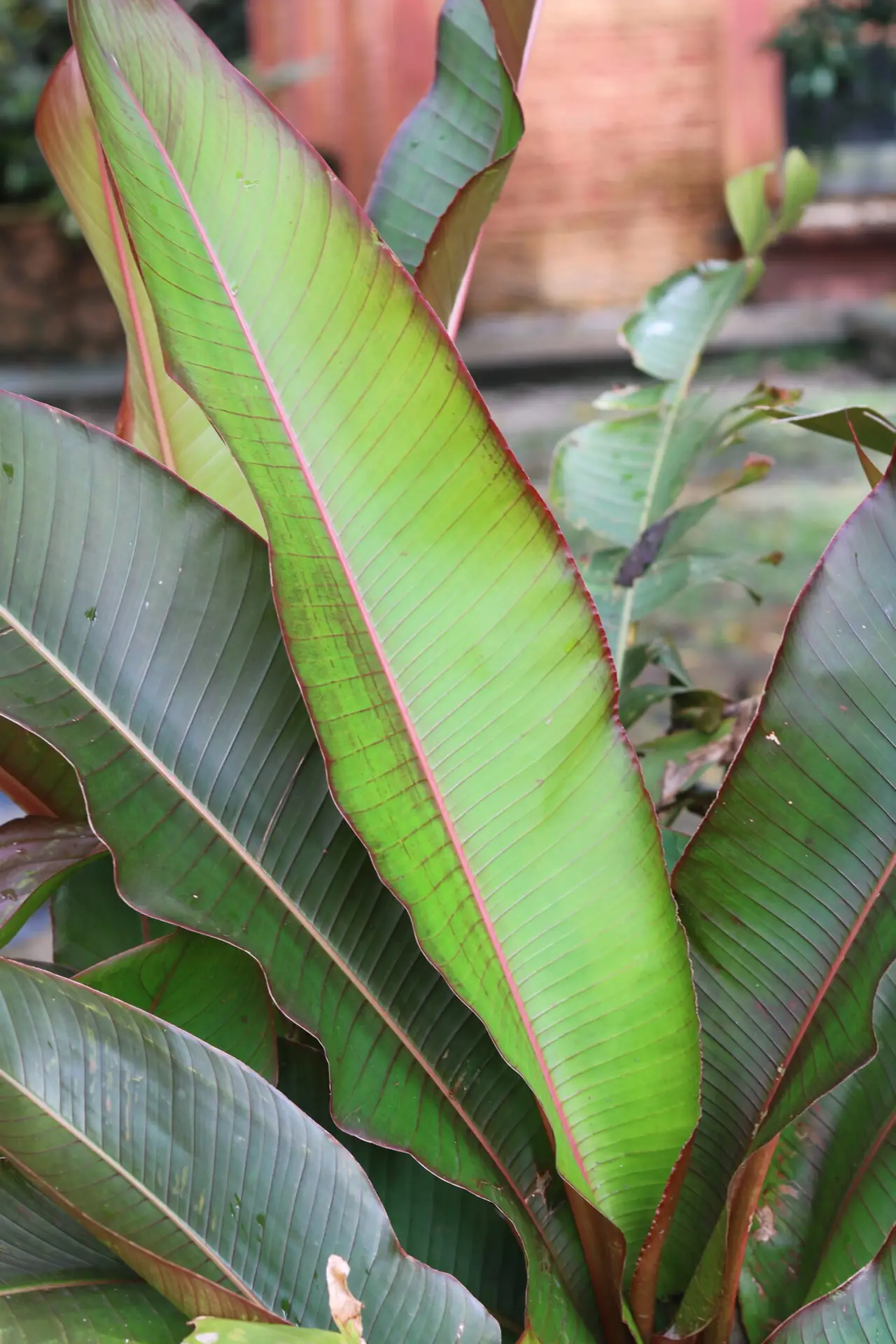 Heliconia indica, False Bird of Paradise, Indian Heliconia, tropical flowers, ornamental plants, exotic garden plants, heliconia care, home garden plants, landscape flowers, nipsus plants, nipsus.com