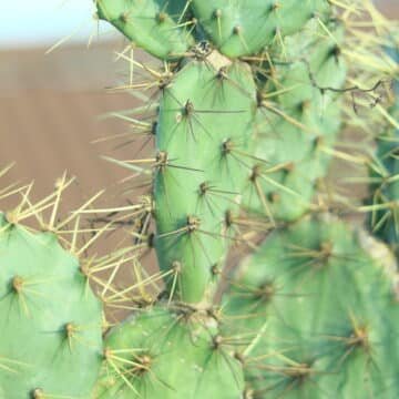 A cactus tree usually refers to large, tree-like cacti