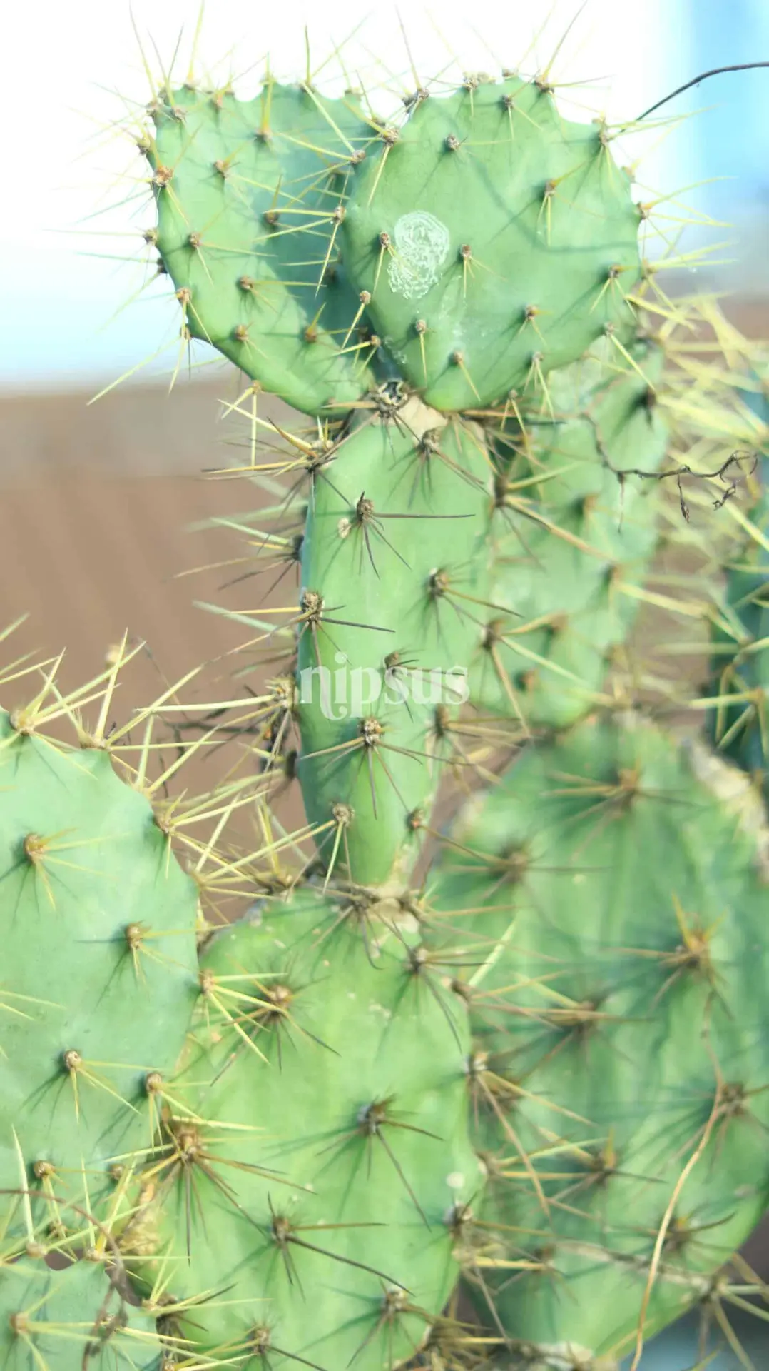 A cactus tree usually refers to large, tree-like cacti