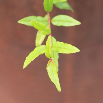 natural view picture