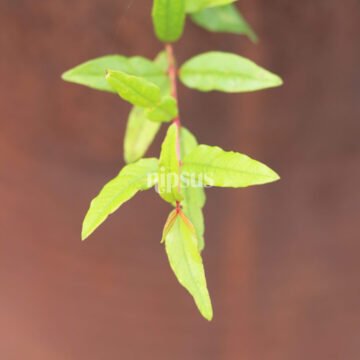 natural view picture