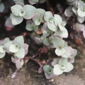 natural view picture