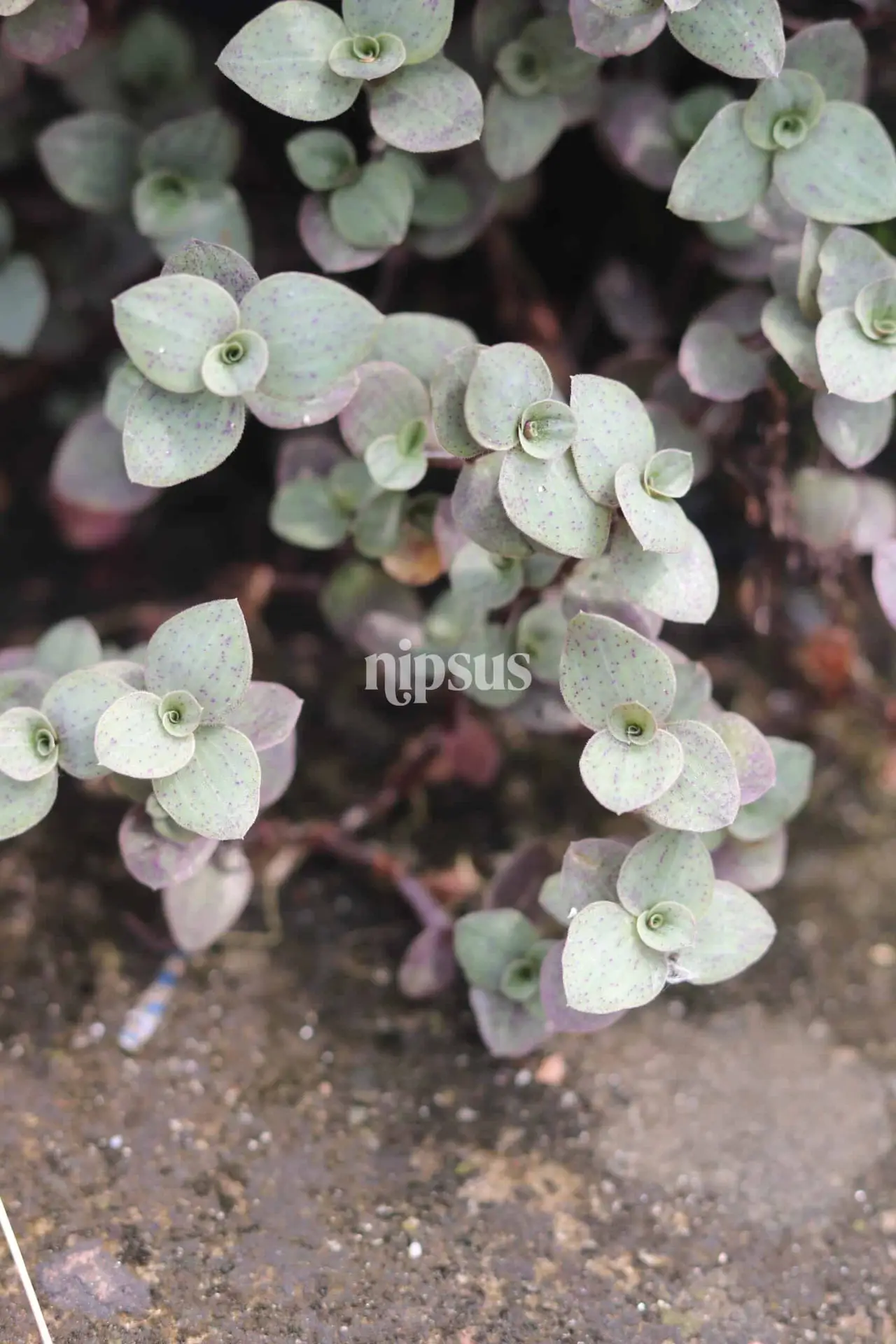 natural view picture