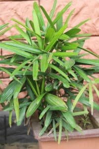 Lady Palm, Rhapis excelsa, indoor plants, air purifying plants, indoor palm care, tropical houseplants, palm plant for home, low light plants, plant decor ideas, indoor greenery, nipsus plants, nipsus.com