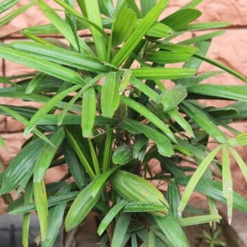 Lady Palm, Rhapis excelsa, indoor plants, air purifying plants, indoor palm care, tropical houseplants, palm plant for home, low light plants, plant decor ideas, indoor greenery, nipsus plants, nipsus.com