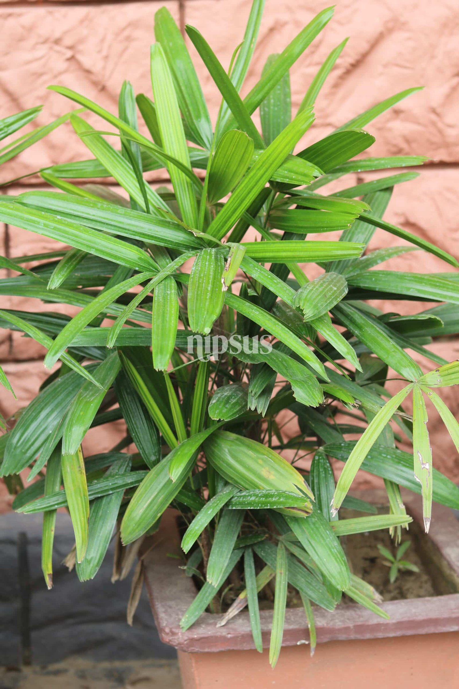 Lady Palm, Rhapis excelsa, indoor plants, air purifying plants, indoor palm care, tropical houseplants, palm plant for home, low light plants, plant decor ideas, indoor greenery, nipsus plants, nipsus.com