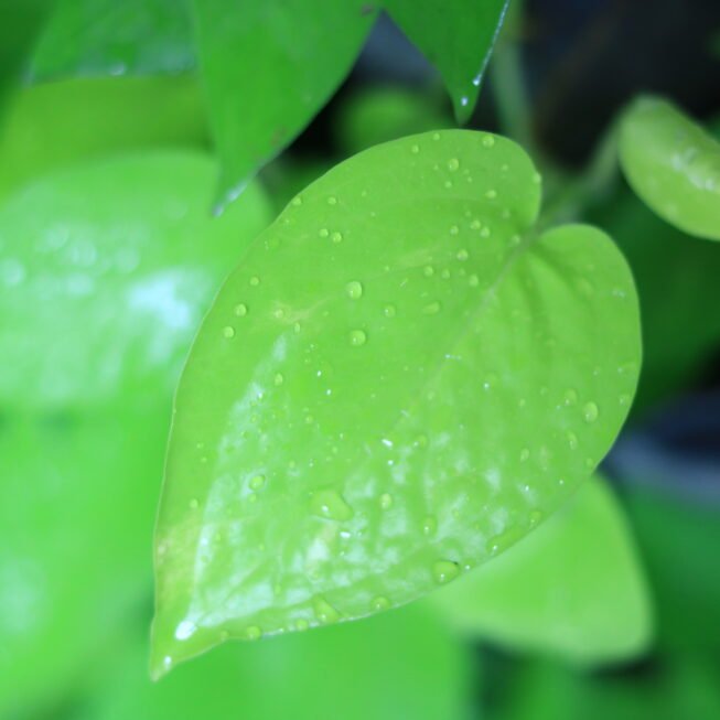 Neon Pothos