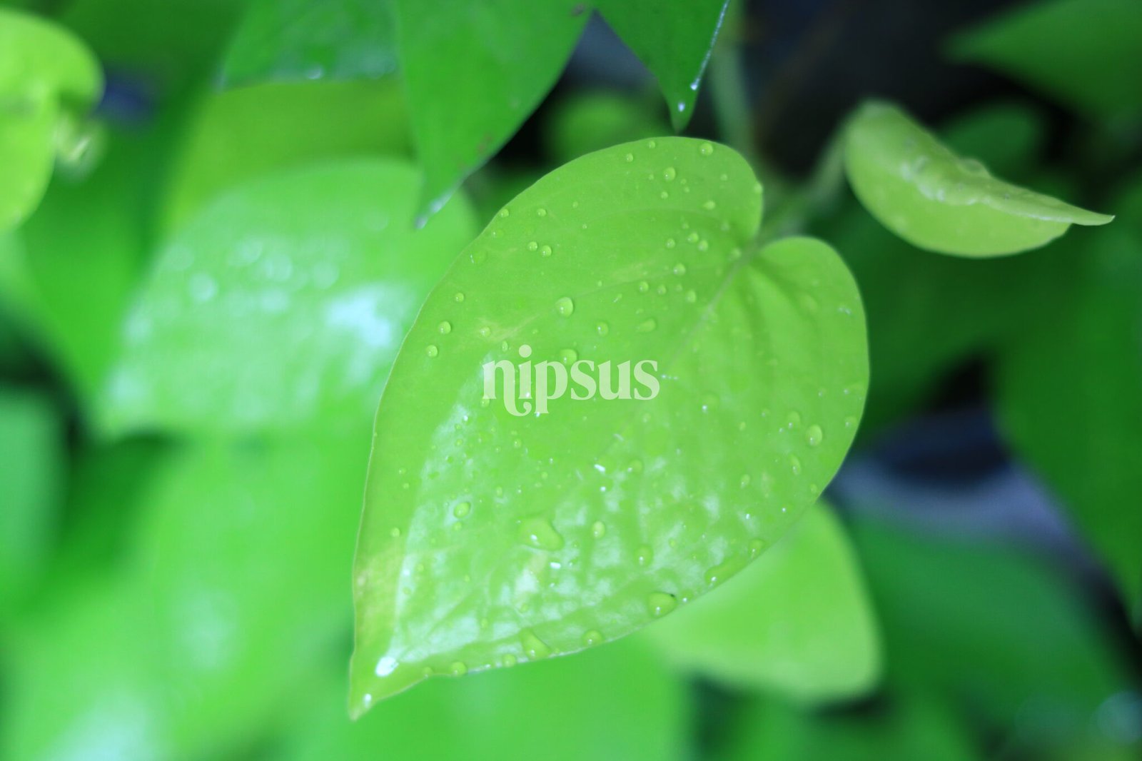 Neon Pothos
