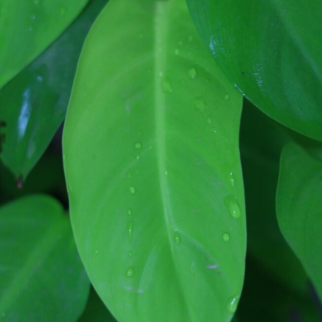 Neon Pothos