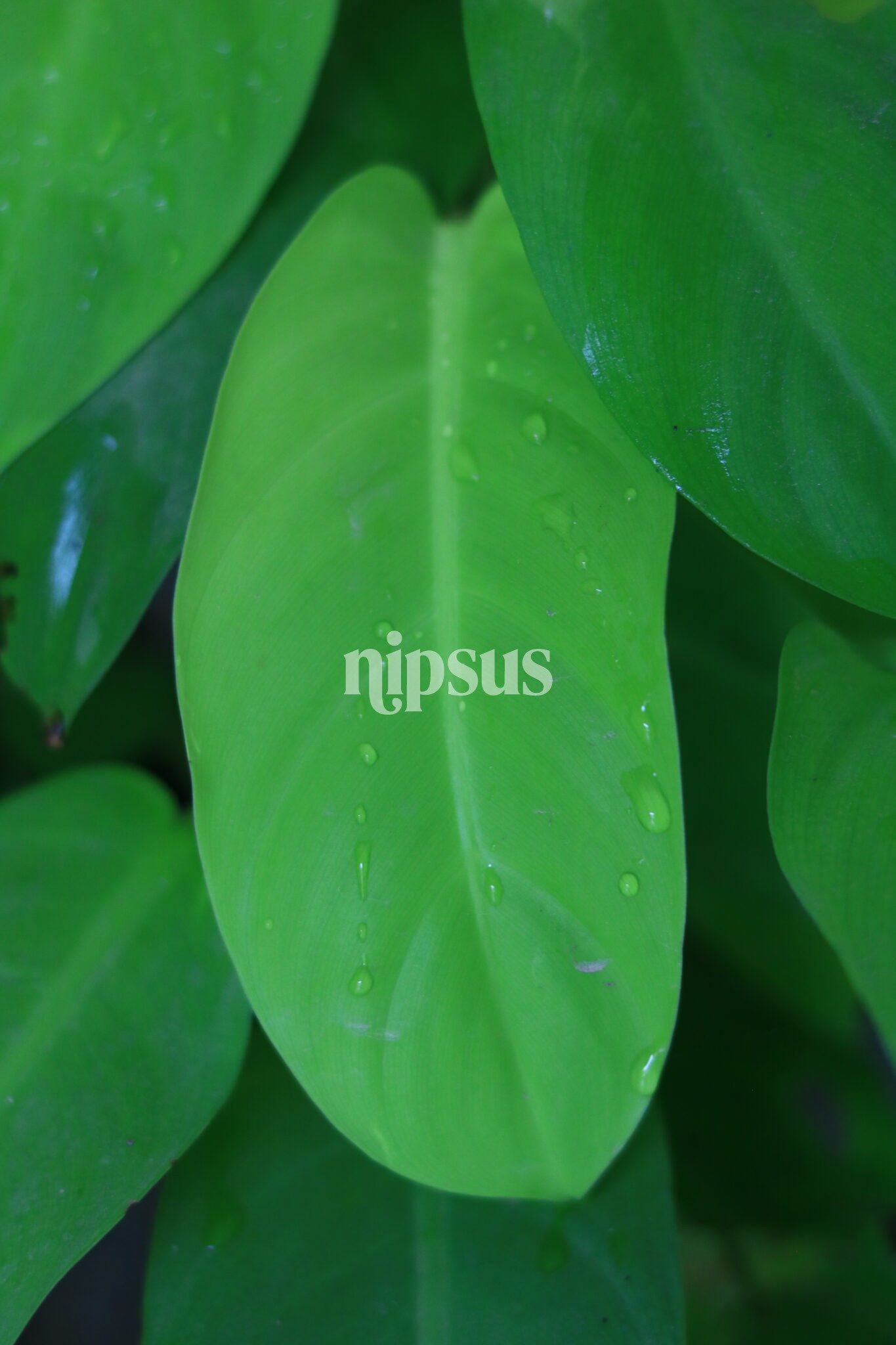 Neon Pothos
