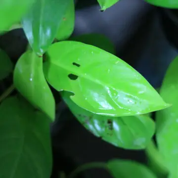 Neon Pothos
