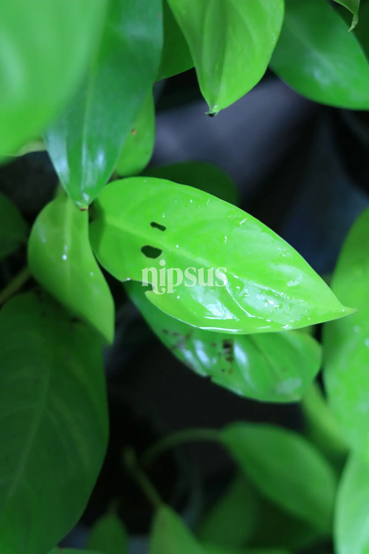 Neon Pothos