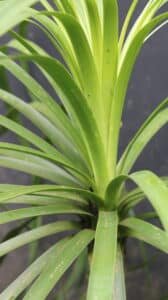 Ponytail Palm (Beaucarnea recurvata): The Stylish, Low-Maintenance Indoor Plant