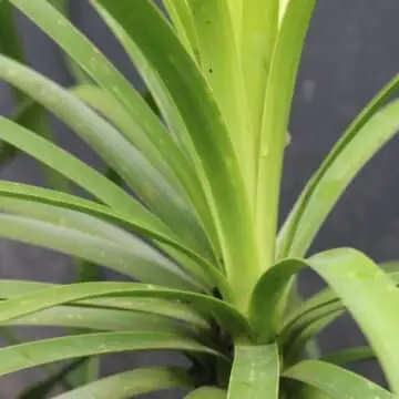 Ponytail Palm (Beaucarnea recurvata): The Stylish, Low-Maintenance Indoor Plant