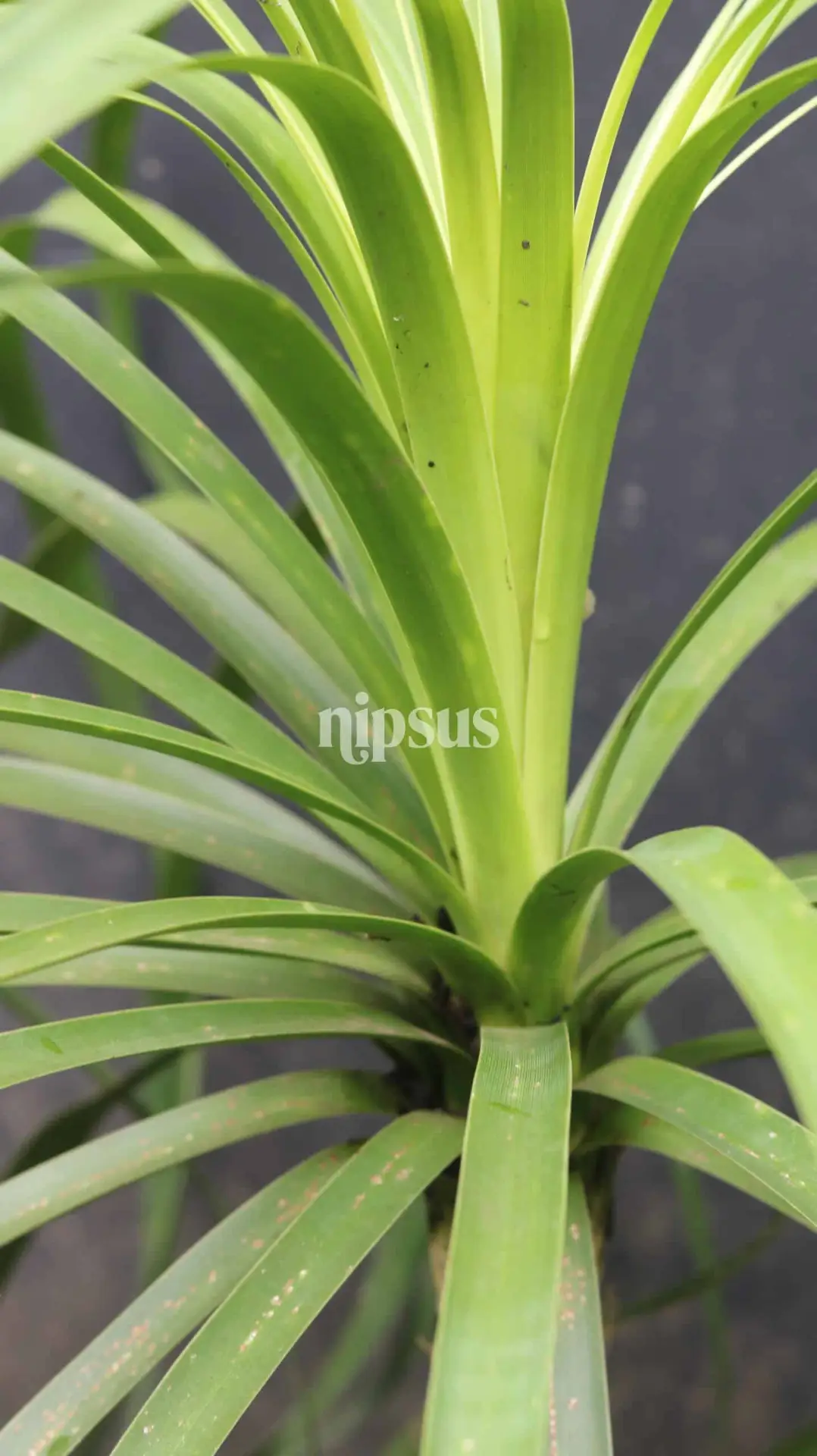 Ponytail Palm (Beaucarnea recurvata): The Stylish, Low-Maintenance Indoor Plant