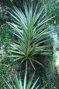 Silver Yucca (Yucca elephantipes)