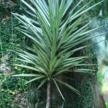 Silver Yucca (Yucca elephantipes)