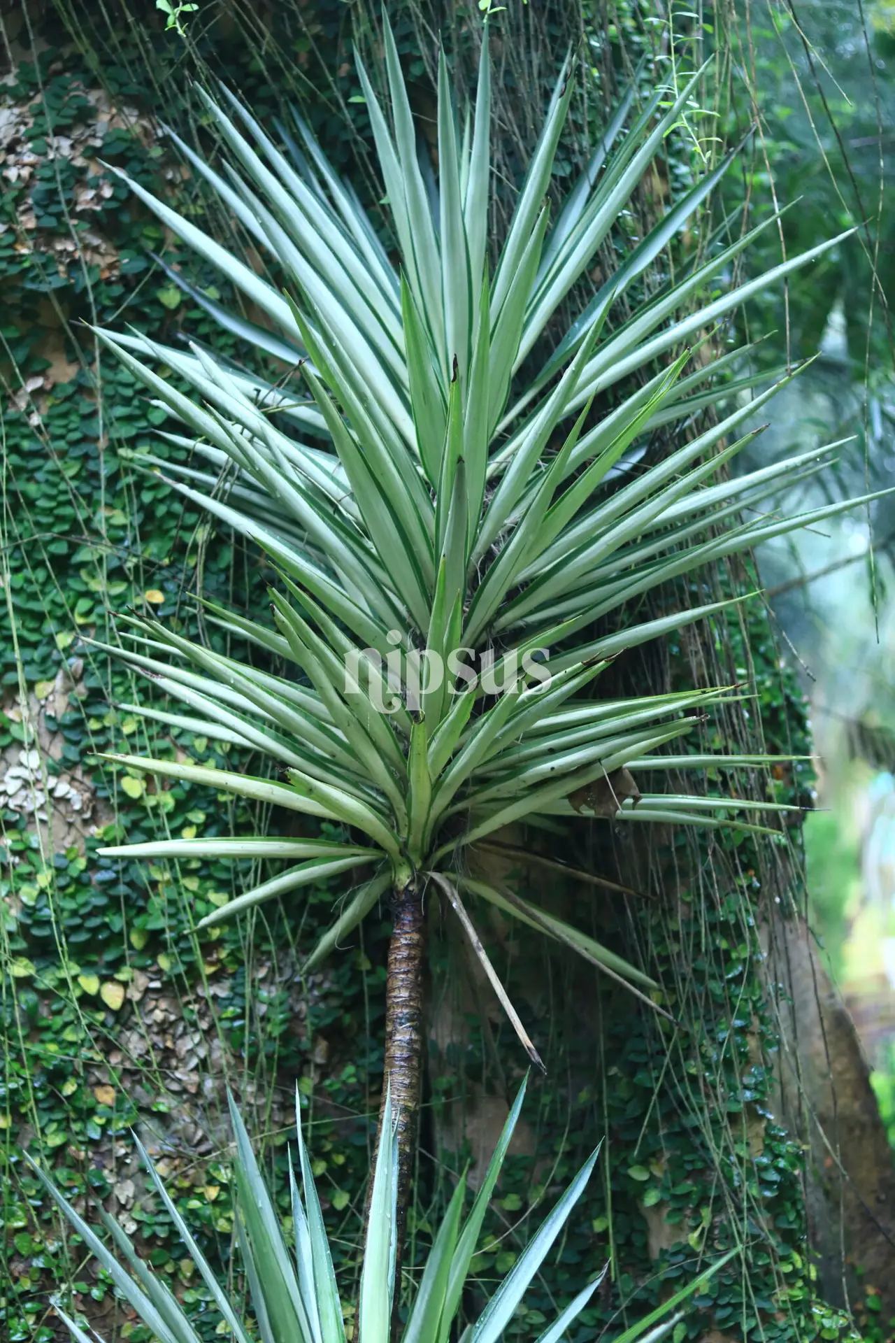 Silver Yucca (Yucca elephantipes)