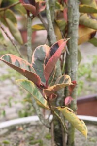 Variegated Rubber Plant