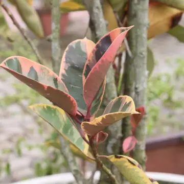 Variegated Rubber Plant