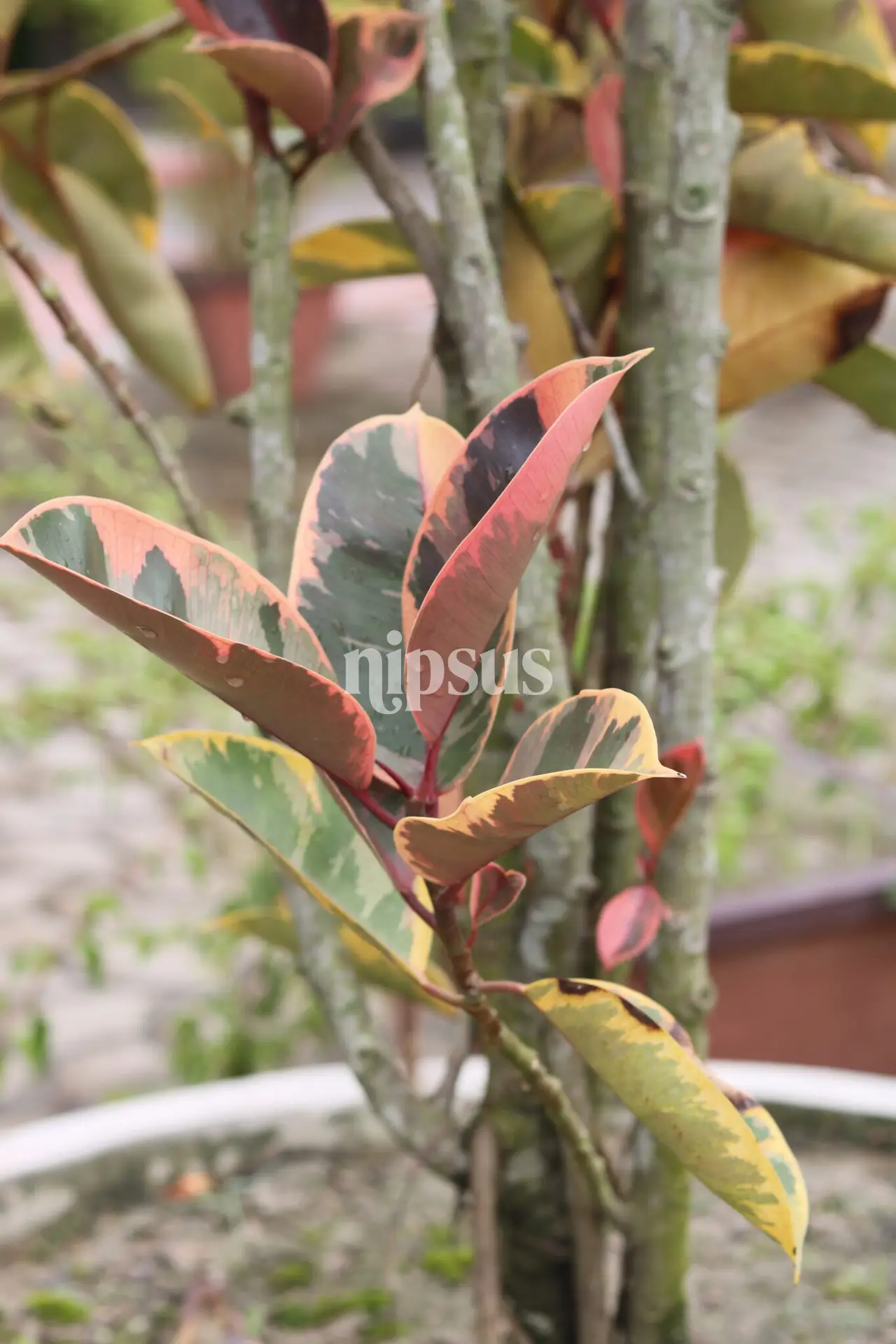 Variegated Rubber Plant
