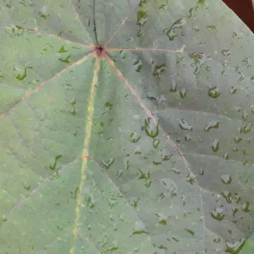 Hibiscus tiliaceus, Sea Hibiscus, Coastal Hibiscus, beach hibiscus, tropical plants, flowering plants, hibiscus care, ornamental shrubs, coastal gardens, nipsus plants, nipsus.com