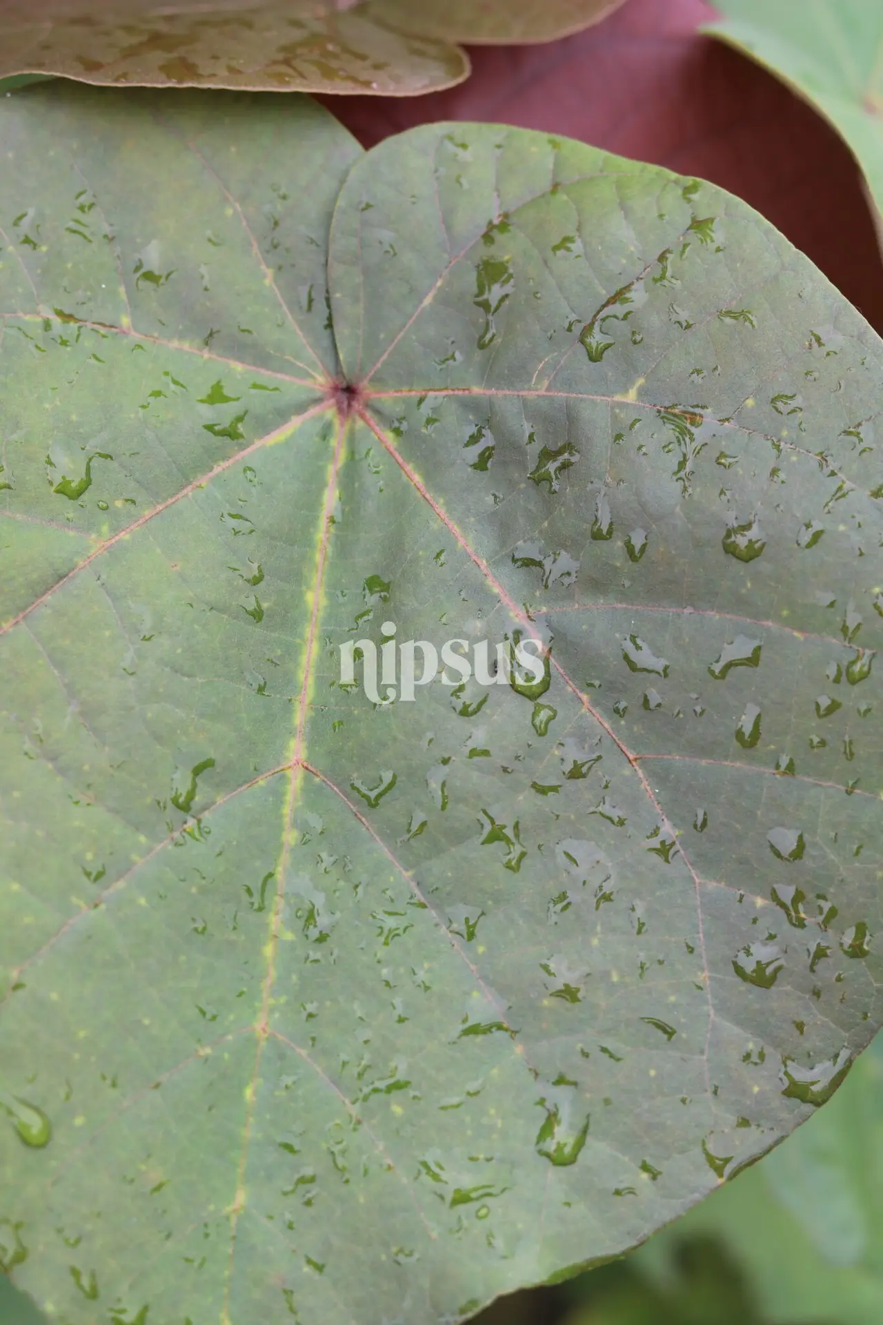 Hibiscus tiliaceus, Sea Hibiscus, Coastal Hibiscus, beach hibiscus, tropical plants, flowering plants, hibiscus care, ornamental shrubs, coastal gardens, nipsus plants, nipsus.com