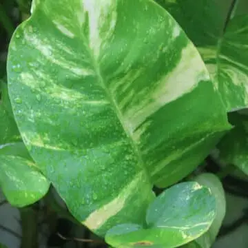 Money Plant (Epipremnum aureum) – The Green Symbol of Prosperity