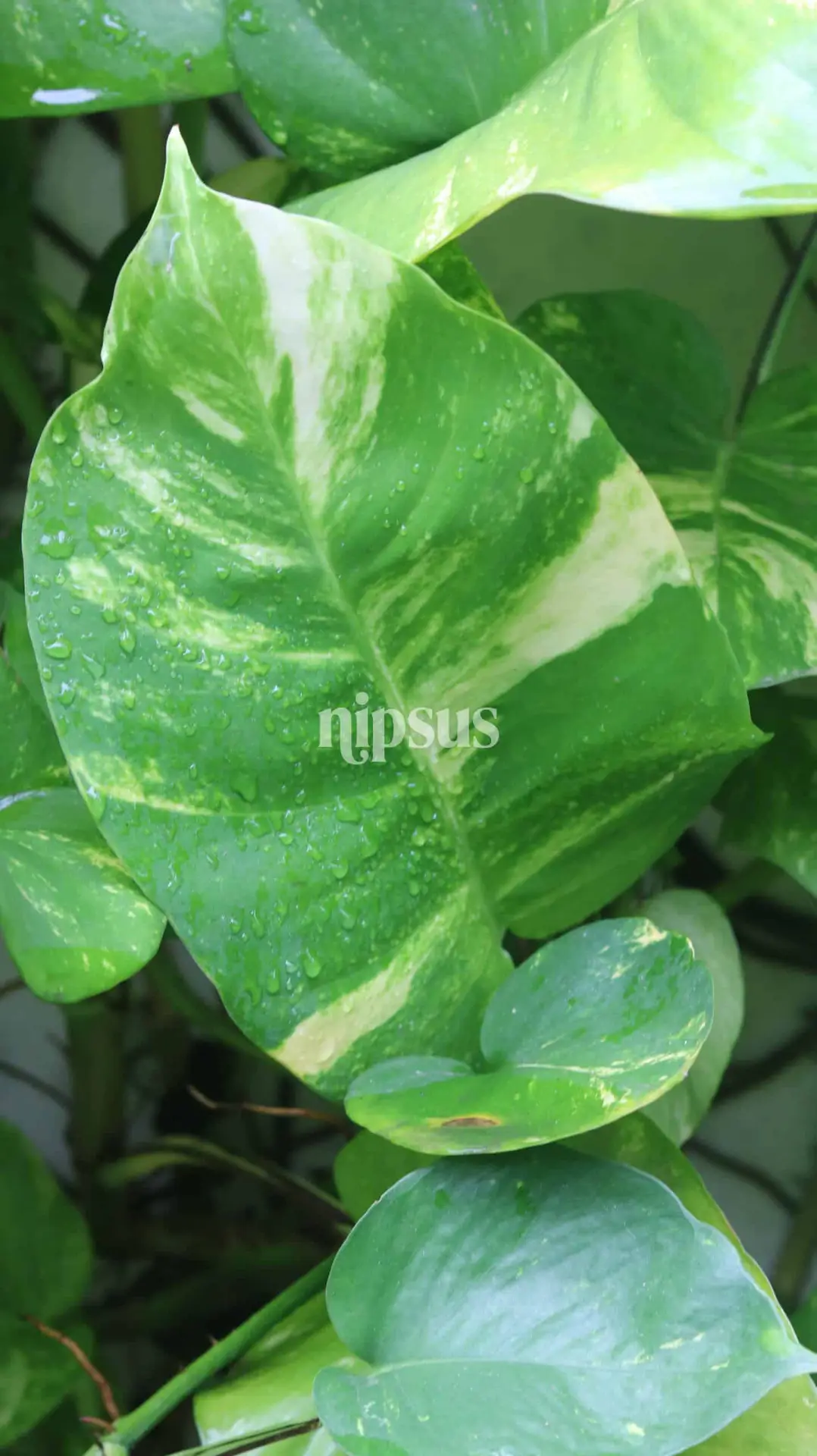 Money Plant (Epipremnum aureum) – The Green Symbol of Prosperity