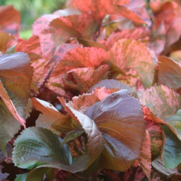 Acalypha Wilkesiana – Colorful Foliage Plant for Tropical Gardens