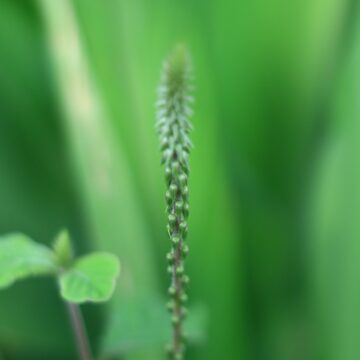 Achyranthes Aspera – Powerful Herbal Plant for Health & Healing