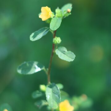 Arrowleaf Sida – Nature’s Healing Plant Explained