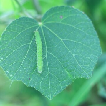 Bacillus thuringiensis – Uses, Benefits, Mode of Action & Agricultural Importance