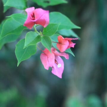 Bougainvillea – Vibrant Flowering Vine for Gardens & Landscapes