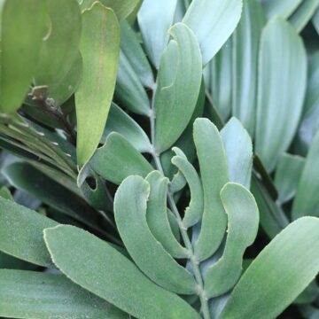 Cardboard Cycad – Ancient Beauty With Bold Tropical Foliage