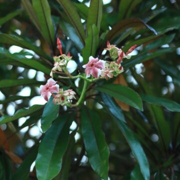 Cerbera manghas – Exotic Coastal Tree With Striking Flowers & Glossy Foliage