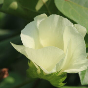 Cotton Flower – Growth, Uses, Benefits & Botanical Facts