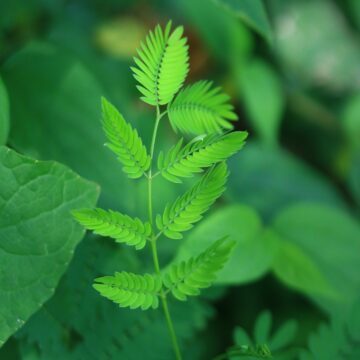 Mimosa pudica – Sensitive Plant Growth, Uses & Benefits